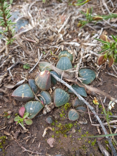 Haworthia pygmaea