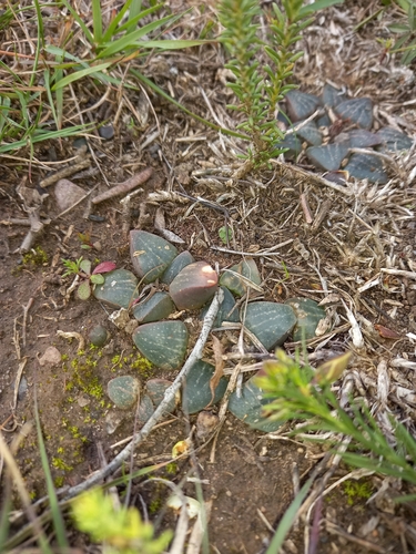Image of Haworthia pygmaea by (c) Christiaan Viljoen, some rights reserved (CC BY)