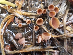 Sclerotinia sulcata