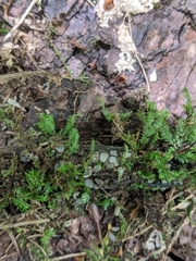 Trichophaea woolhopeia