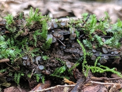 Trichophaea woolhopeia
