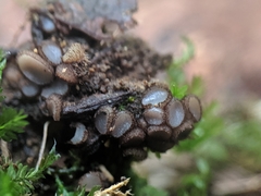 Trichophaea woolhopeia