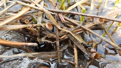 Sclerotinia sulcata