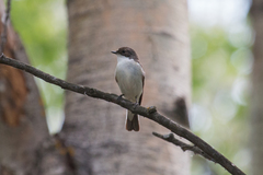 Ficedula hypoleuca