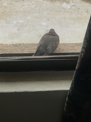 Streptopelia senegalensis