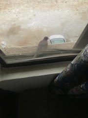 Streptopelia senegalensis