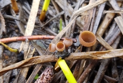 Sclerotinia sulcata