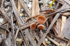 Sclerotinia sulcata