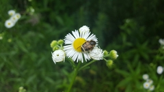 Lasiotrichius succinctus