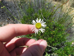 Erigeron breweri
