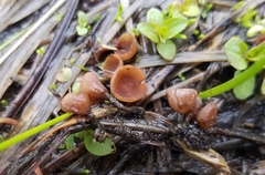 Sclerotinia sulcata