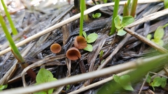 Sclerotinia sulcata