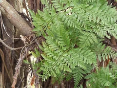 Davallia trichomanoides