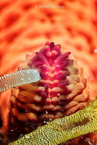 Mediterranean Red Sea Star, photo 8 of 9