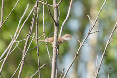 Curruca communis