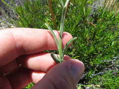 Erigeron breweri