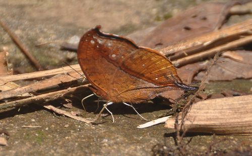 Malagasy Leaf Commodore