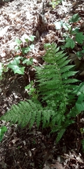 Dryopteris intermedia