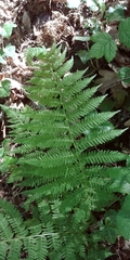 Dryopteris intermedia