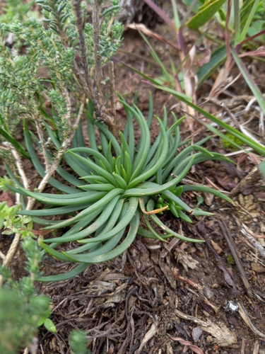 Hedgehog Kopieva (Bulbine echinella)