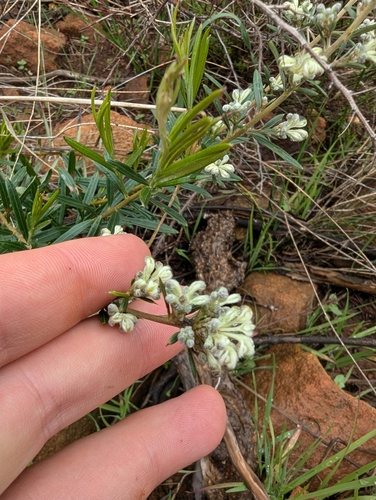 Image of Grevillea pilulifera by (c) David Thompson, some rights reserved (CC BY)
