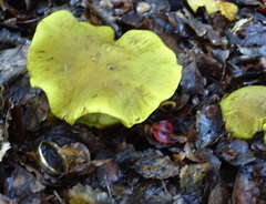 Cortinarius canarius