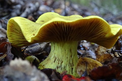 Cortinarius canarius