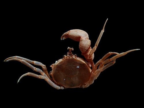 Halicarcinus ovatus