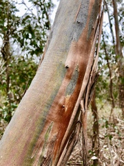Eucalyptus behriana