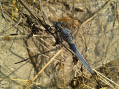 Orthetrum lineostigma