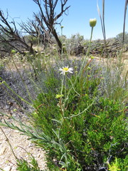 Erigeron breweri