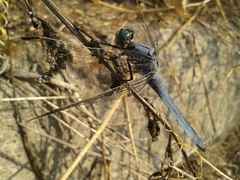 Orthetrum lineostigma