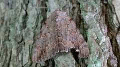 Catocala agrippina