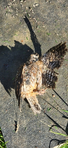 Tasmanian Boobook (Ninox leucopsis), photo 2