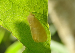 Euproctis lutea