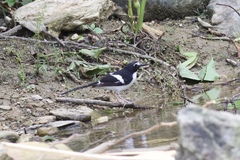 Enicurus immaculatus