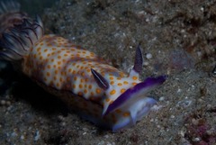 Hypselodoris pulchella