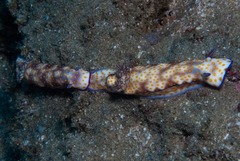 Hypselodoris pulchella