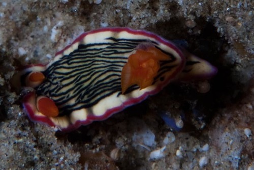 Hypselodoris nigrolineata