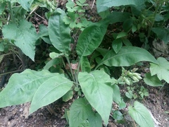 Physochlaina orientalis