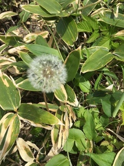 Taraxacum officinale