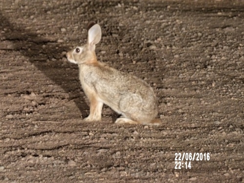 Mexican Cottontail
