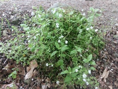 Veronica peduncularis