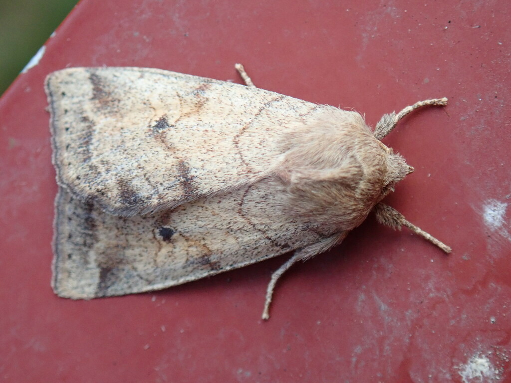 Smoked Sallow