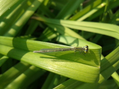 Paracercion v-nigrum