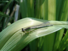 Paracercion v-nigrum