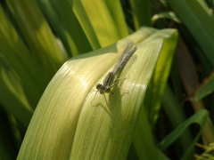 Paracercion v-nigrum