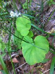 Ozomelis stauropetala