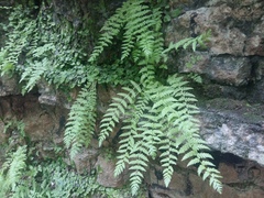 Woodsia caucasica