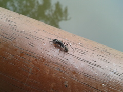 Myrmarachne japonica